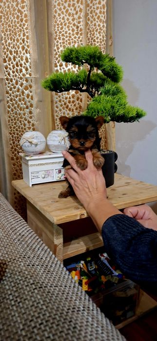 Yorkshire terrier fetita