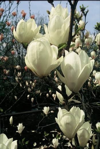Magnolia Soulangena Alba Superba