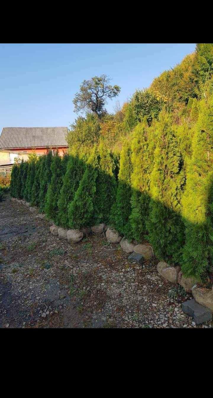 Plante ornamentale pentru amenajarea curți sau a unui gard viu