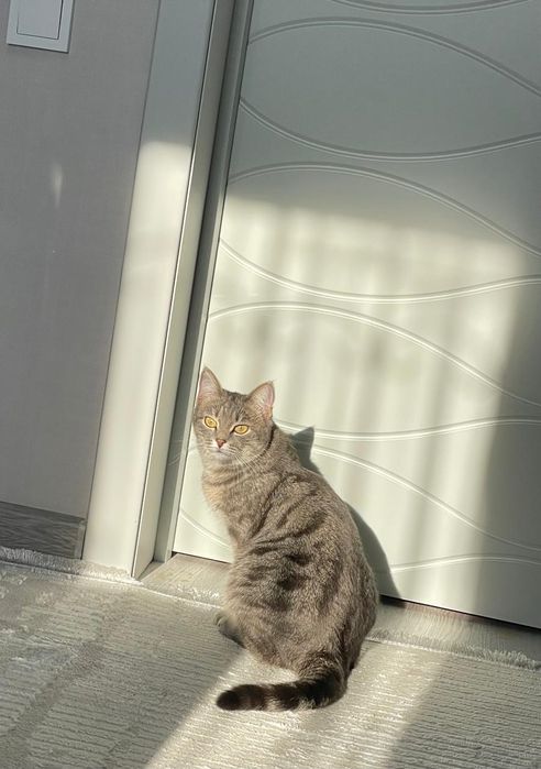 Отдам кошку в хорошие руки,британская