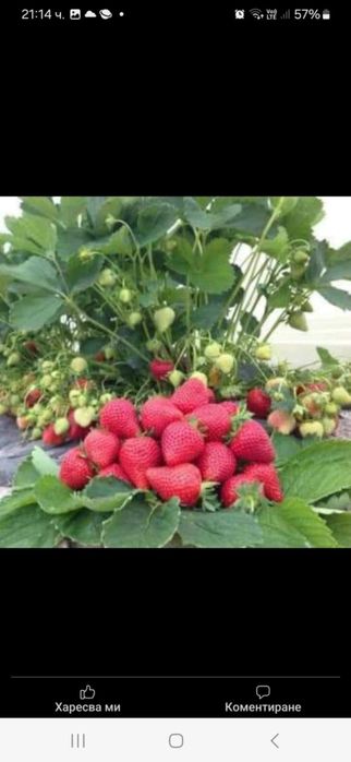 Продавам разсад ягоди и малини