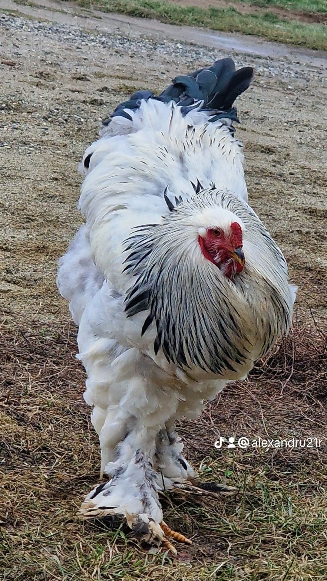 Cocosi Brahma de vanzare