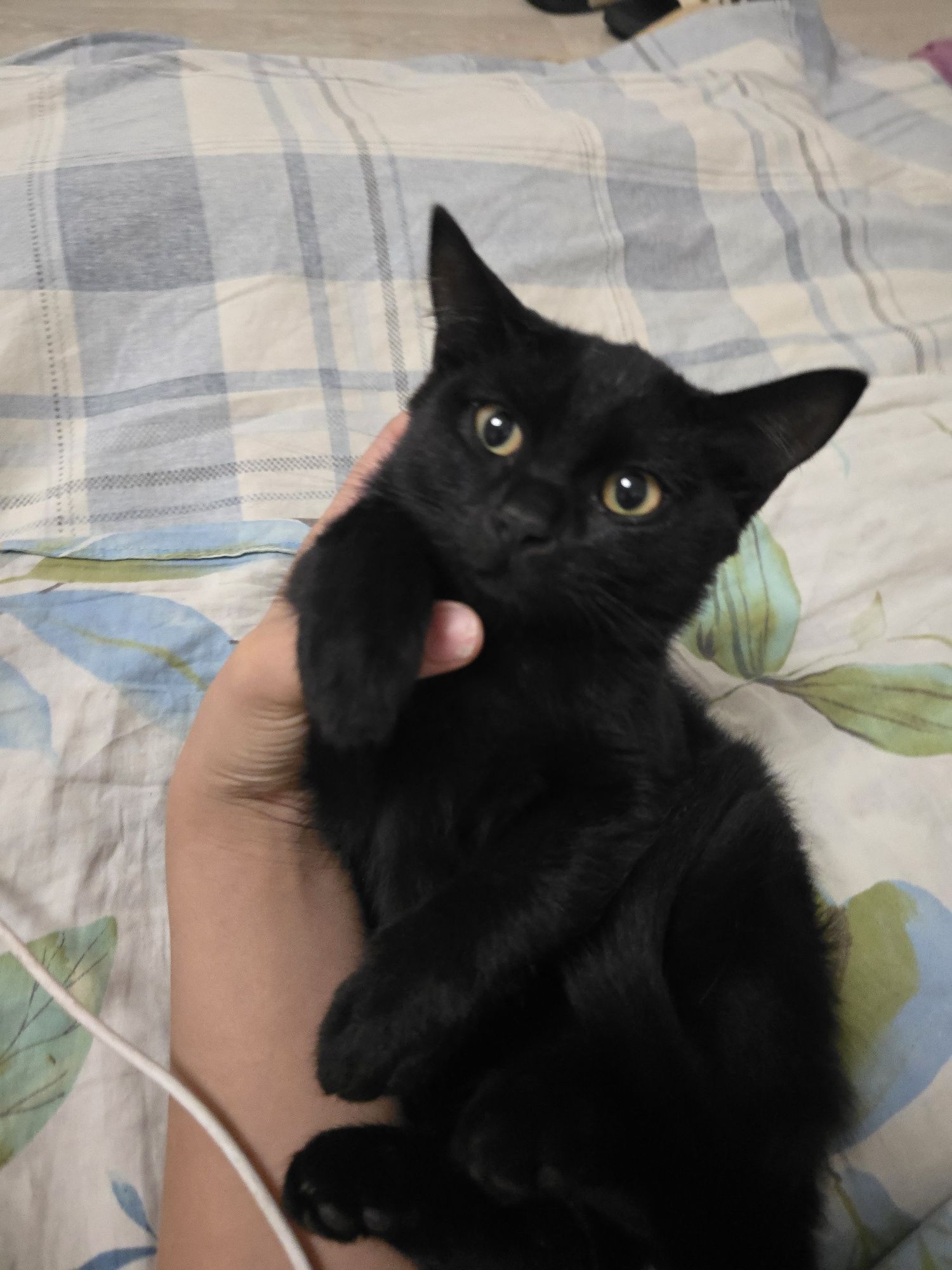 Котята бесплатно