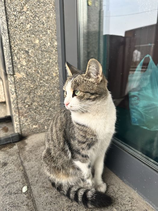 Отдам кошечку в добрые руки