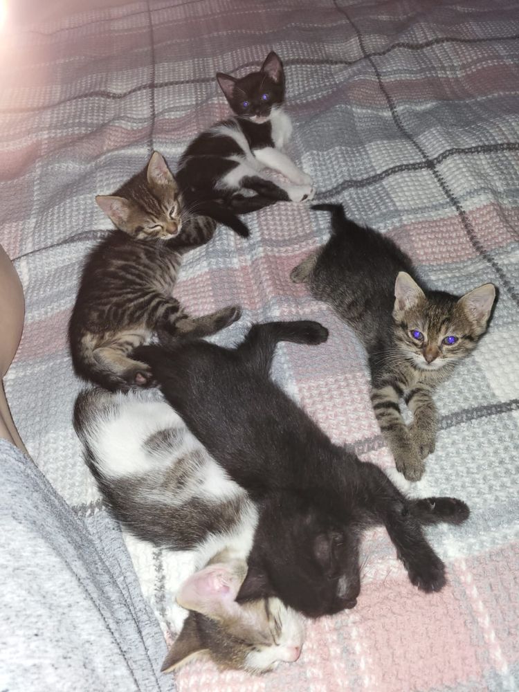 Dau pisicute spre adoptie