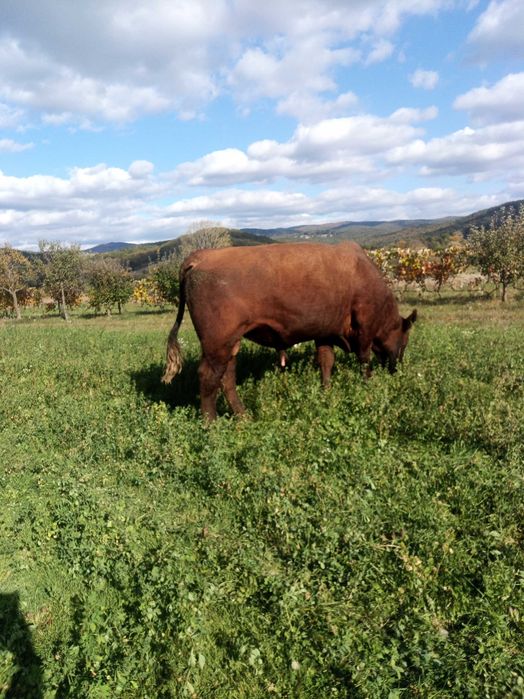 De vânzare sau schimb taur angus