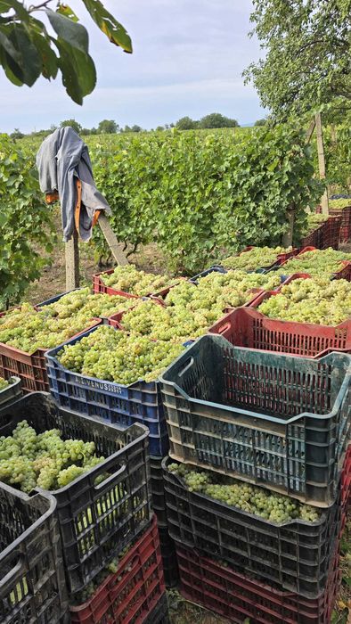 Struguri de vin 2025