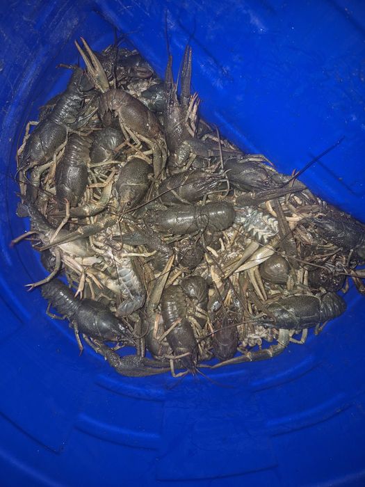 Продам живых раков