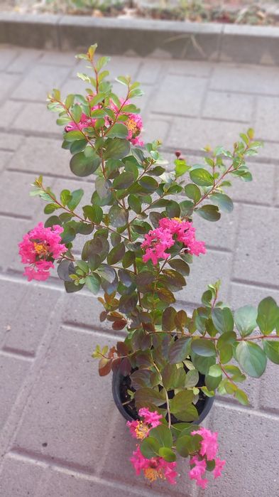 Индийски люляк/Лагерстемия/