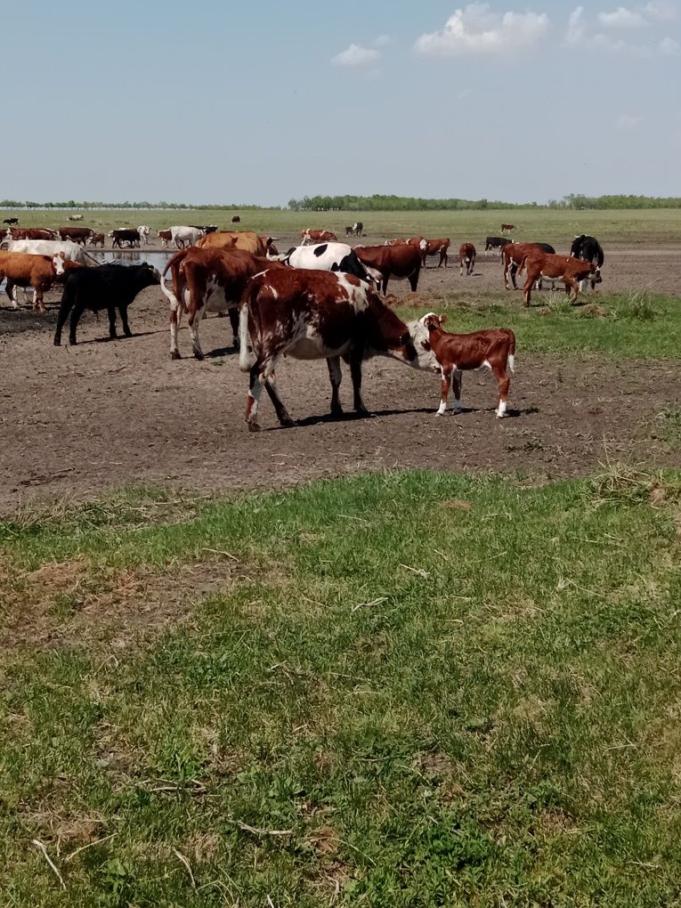 Продам первотелку