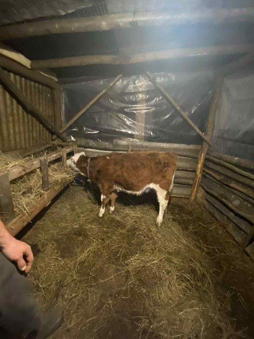 Vând vițea de 4 luni jumate