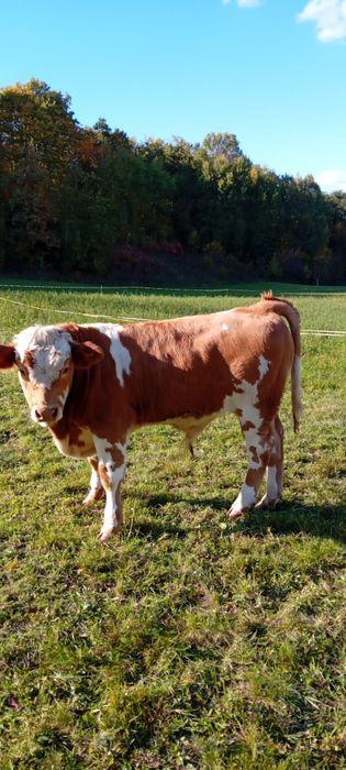 Vând viței 6 și 2 tăurași !