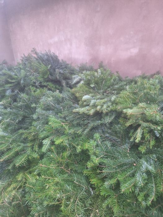 Vând coronițe de brad angro