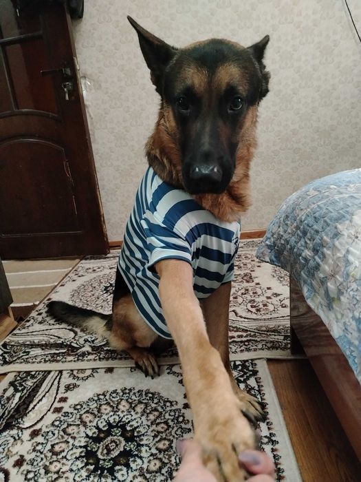 немецкая овчарка