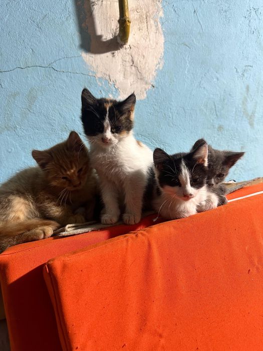 Бесплатно котята