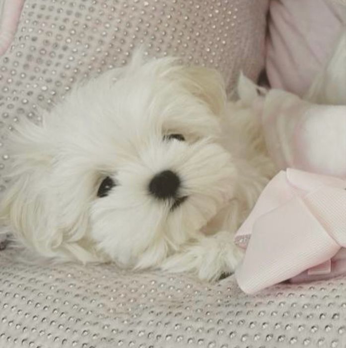 Bichon maltez 1200 lei