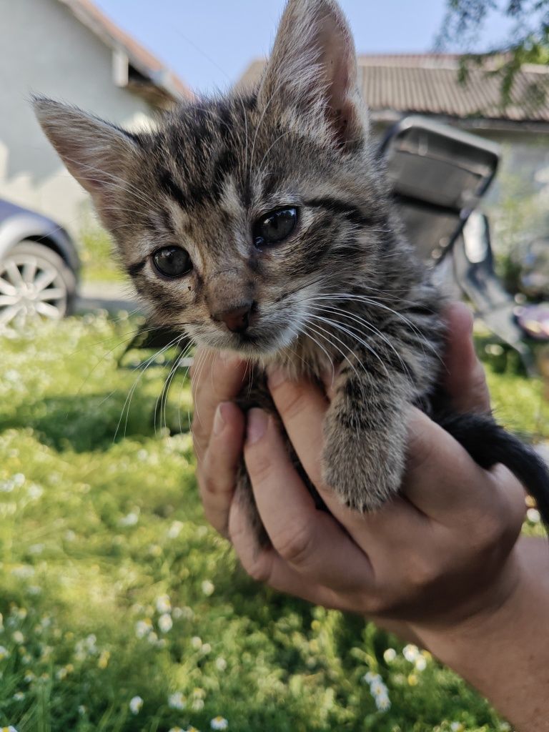 Donez 7 pisoi tarcati obișnuiți cu oamenii și la litiera