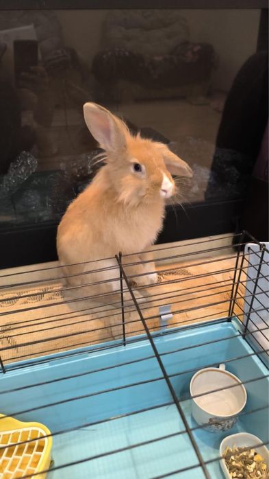 кролик по кличке Эльза