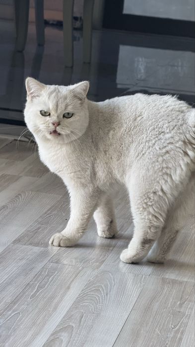Продается очаровательная кошечка породы Серебристая шиншила