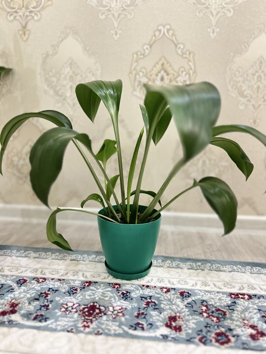 Бөлме гүлдері сатылады