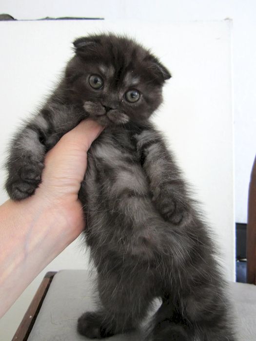 Шотландский вислоухий котёнок