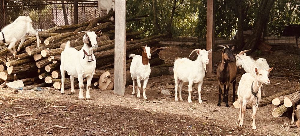 Vand capre rasa boer