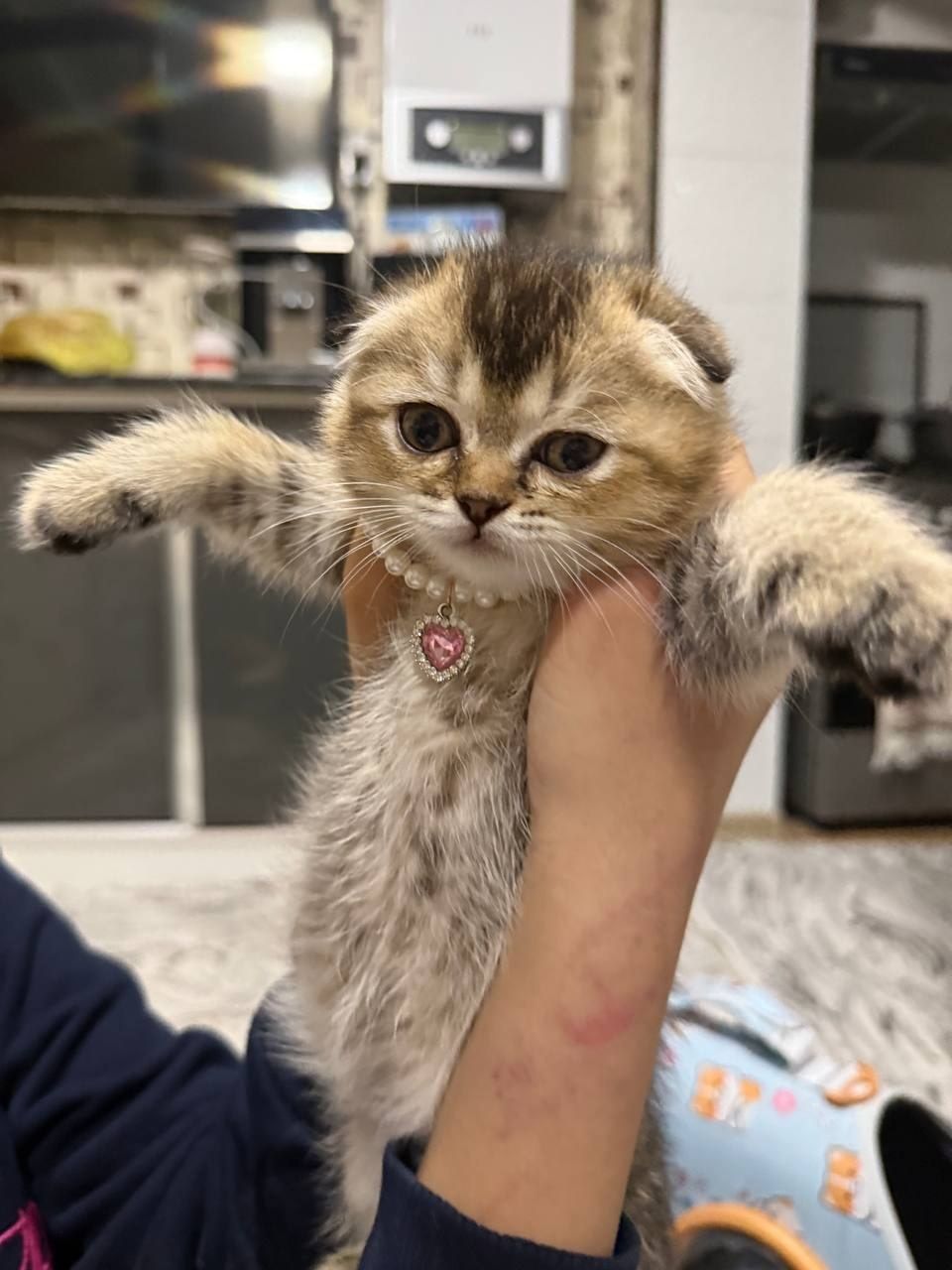 Золотая шиншила котёнок кошки вислоухие