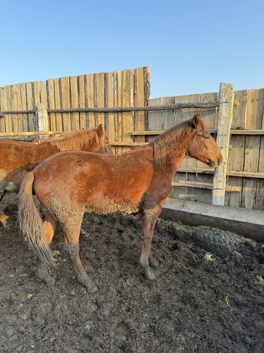 Лошади с откорма