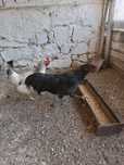 Vând cocoși australorp