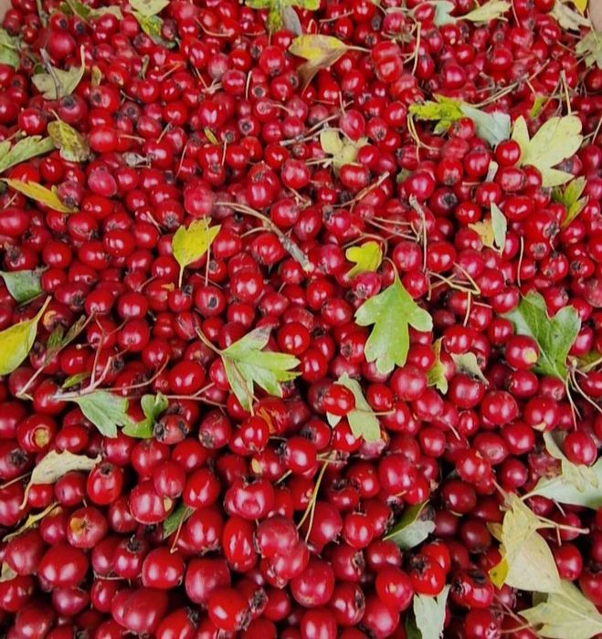 Fructe de paducel (gherghine) proaspete