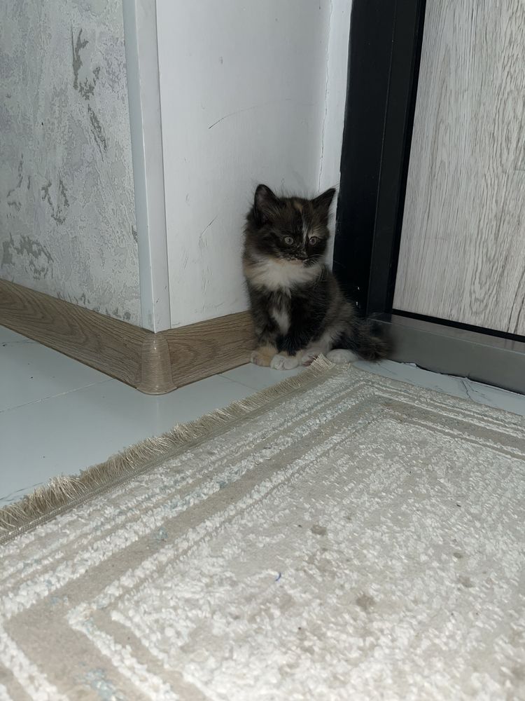 Отдам котят в добрые руки