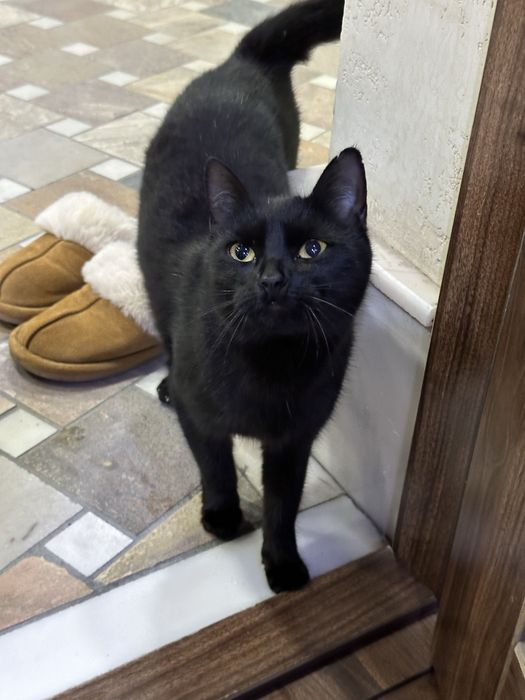 Qora mushuk tekinga beraman yaxshi qaridigan odamlarga beriladi