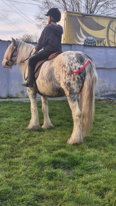 Gipsy pt hipoterapie echitatie si agrement