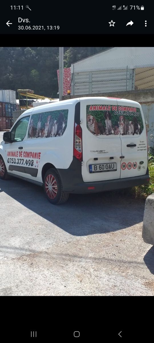 transportam animale de companie Romania-Spania