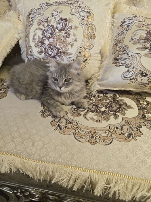 Пародистый котик Британский лонгхер