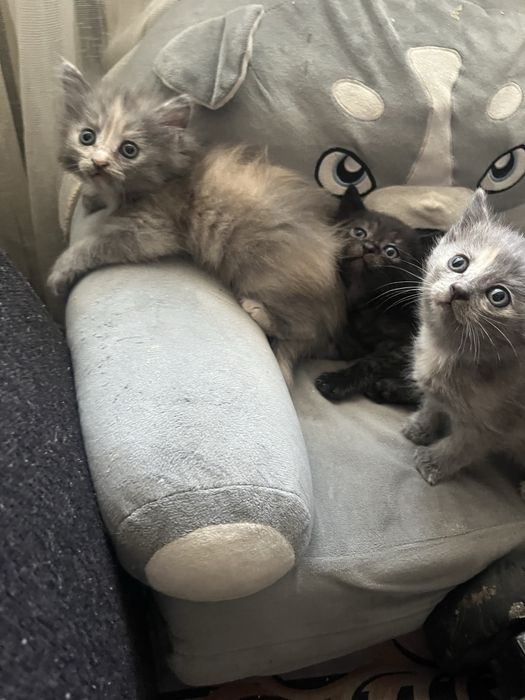 Котята шотландские