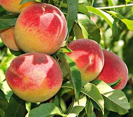 Piersic superba de toamna , dulce si aromat