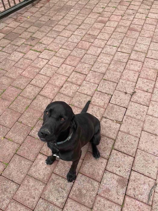 Куче Чейс си търси дом