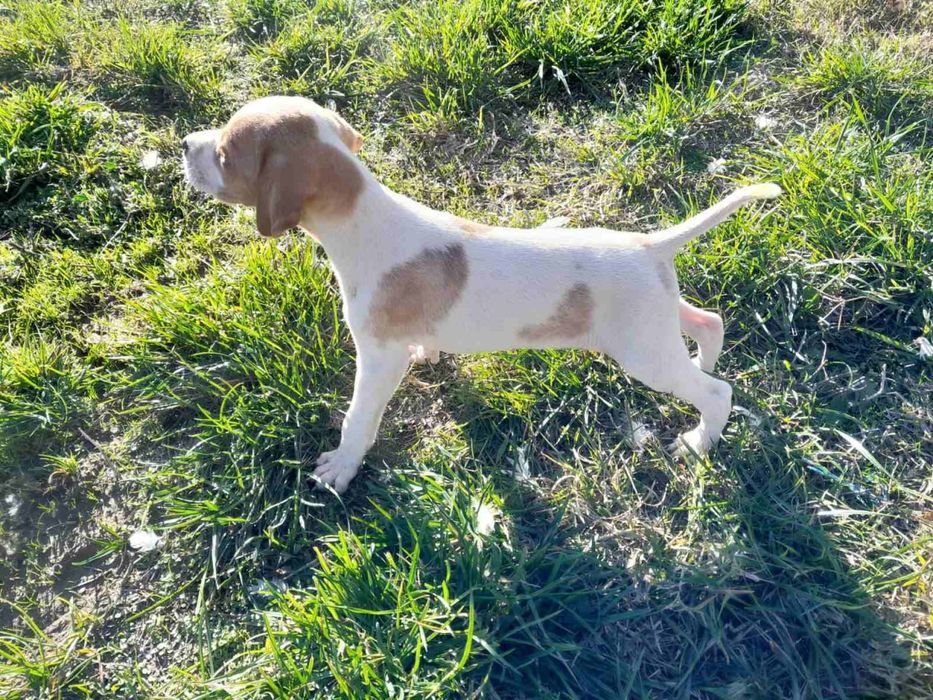 Продават се малки Пойнтери