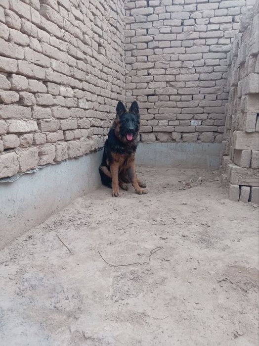 Немис афчаркаси сотилади жинси ургочи