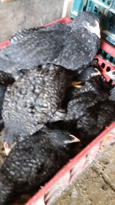 Vindem pui de carne si puicute outoare