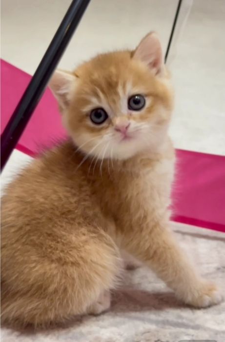 Шикарный Британец Золотая Шиншилла NY12