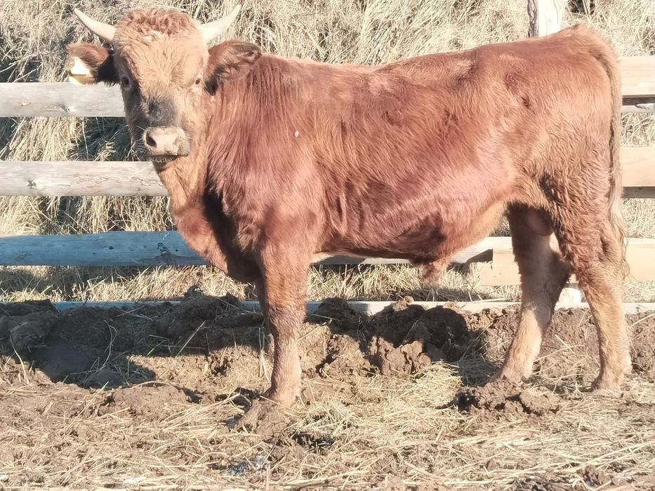 Коровы и быки продается