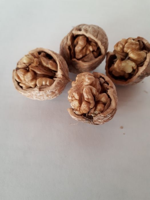 Продам грецкие орехи