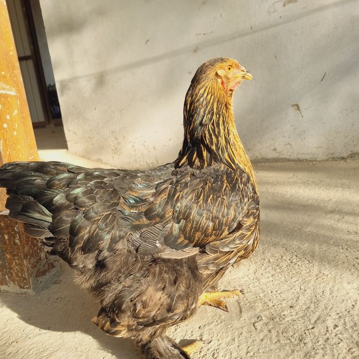 Brama tovuq va xo'rozlar