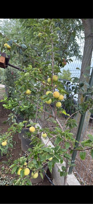 Pomi fructiferi la ghiveci! Pe rod!