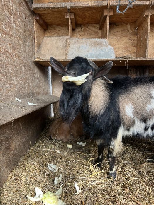 Familie capre pitice olandeze