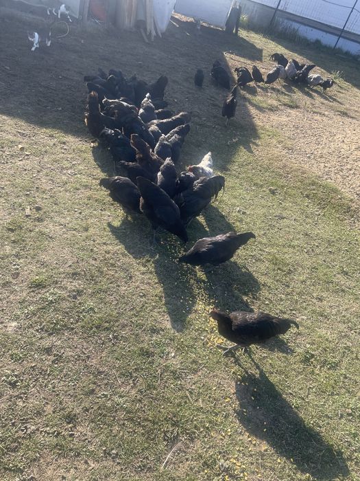 Vand  familie de gaini australorp.