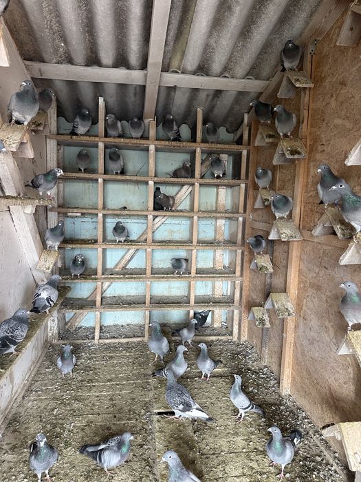 Porumbei zburati de vanzare