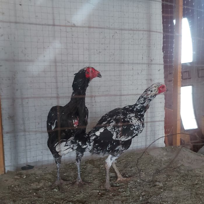 Курочки  ветнам курочка  1год